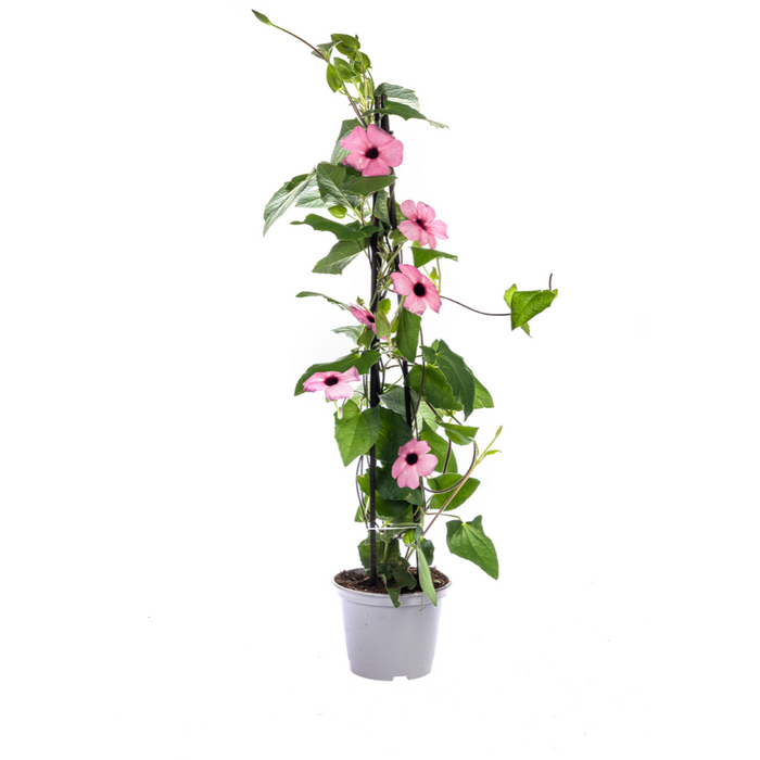 Suzanne met de Mooie Ogen - Thunbergia alata Sunny Susy Rose Sensation - ↕60cm - Ø13cm - 4x