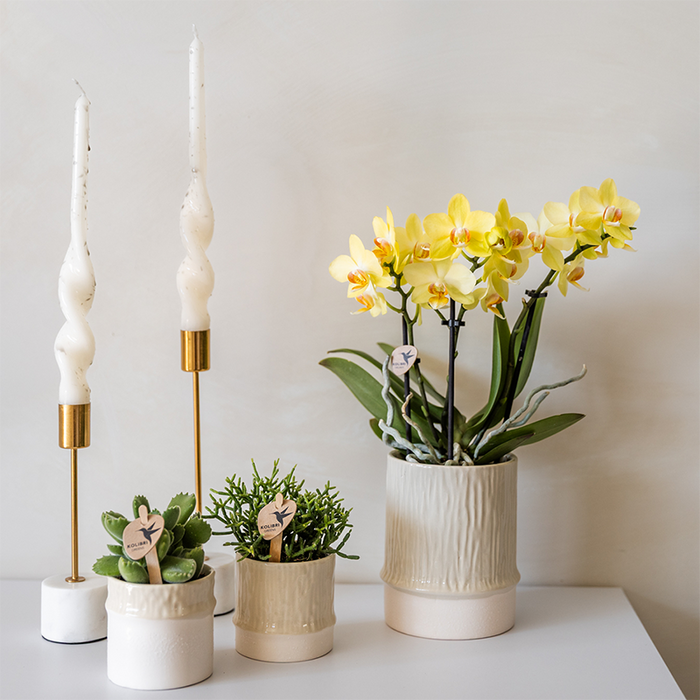 Kolibri Home | Tree sierpot - Travertine - Ø6cm