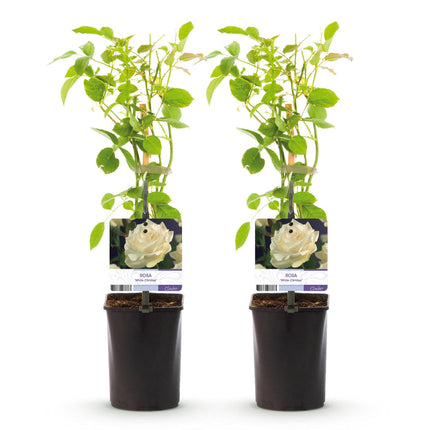 Klimroos - Rosa White Climber - Bloem Wit - Weinig onderhoud - 2 planten - Pot 11cm Hoogte 40cm