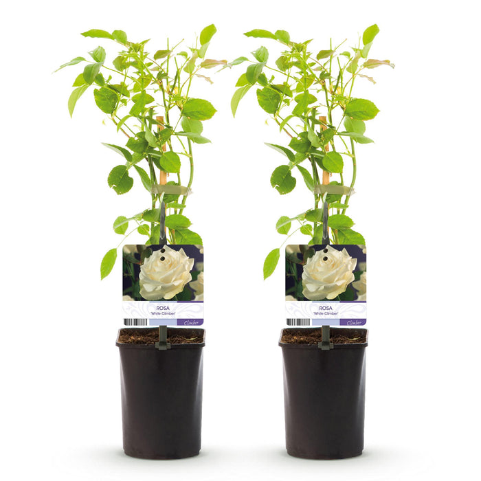 Klimroos - Rosa White Climber - Bloem Wit - Weinig onderhoud - 2 planten - Pot 11cm Hoogte 40cm