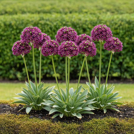 Bulbes de fleurs - Allium Miami - Violet - 15 pièces - Calibre 10/11 - Paquet XXL