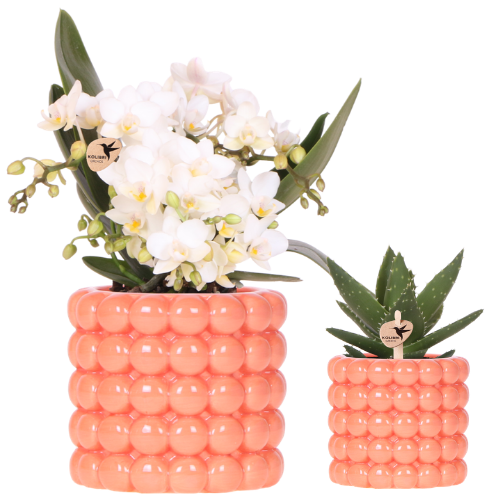 Kolibri Orchids | Poppy Orange Nazare Plant Set | White Nazare orchid Ø9cm + green plant Ø6cm incl. decorative pots