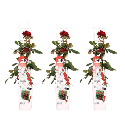 Rosa Crazy in love 'Red' - Klimroos - ↕65cm - Ø15cm - 3x