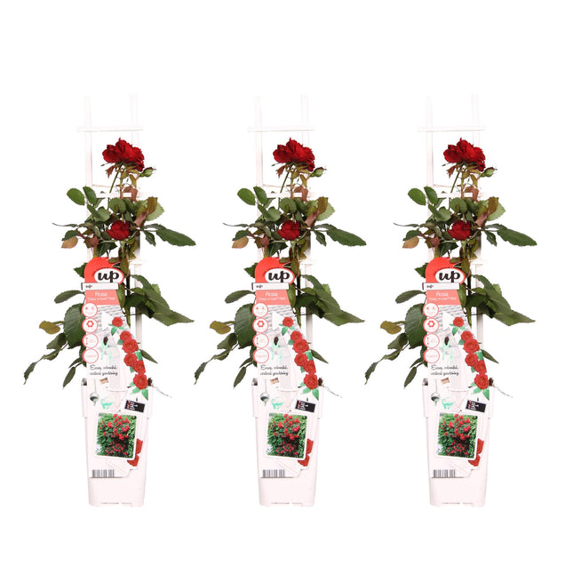 Rosa Crazy in love 'Red' - Rosa rampicante - ↕65cm - Ø15cm - 3x