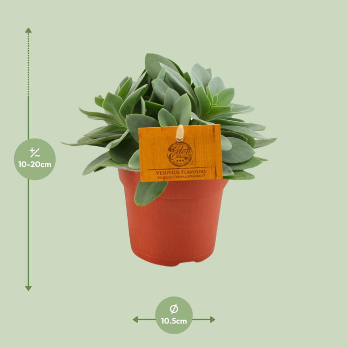Senecio Cephalophorus - ↕15cm - Ø10,5cm