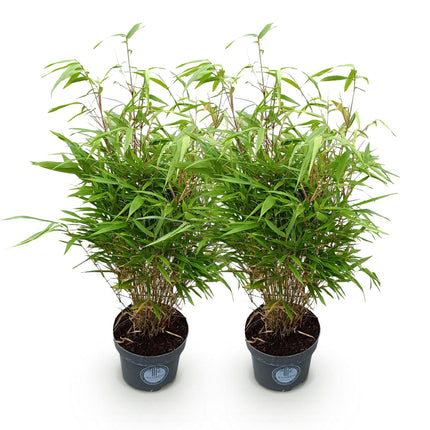 Fargesia Rufa - Niet Woekerende Bamboe - ↕80cm - Ø23cm - 2x