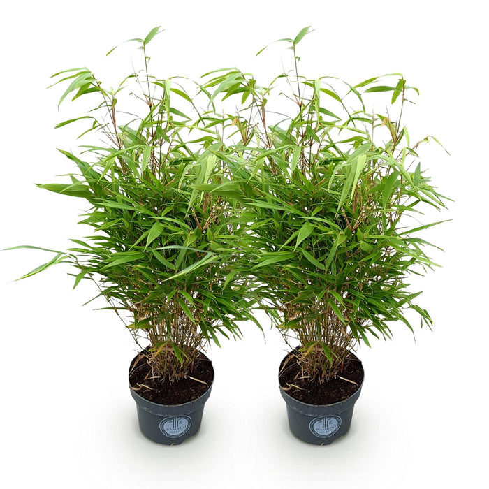Fargesia Rufa - Bambù non invasivo - ↕80cm - Ø23cm - 2x