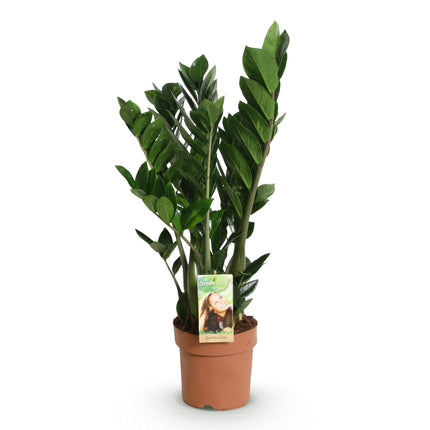 Zamioculcas - ZZ-plant - ↕65-75cm - Ø17cm