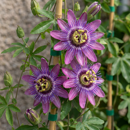 Passiflora Lavendel Dame - Passiflora Lavender Lady 6x - Paars - Klimplant - Ø9cm - ↕35cm