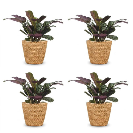 Ctenanthe Burle Marxii - Visgraatplant - 4x - met Mand - Pot 12cm - Hoogte 30cm
