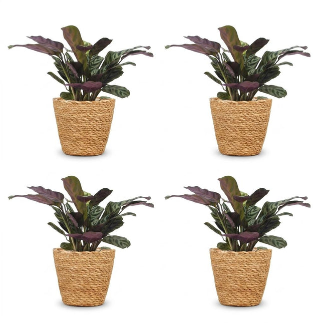 Ctenanthe Burle Marxii - Planta de espiga - 4 unidades - con cesta - Maceta de 12 cm - Altura 30 cm