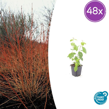 Cornus sanguinea 'Midwinter Fire' - Kornoelje - ↕10-25cm - Ø9cm - 48x