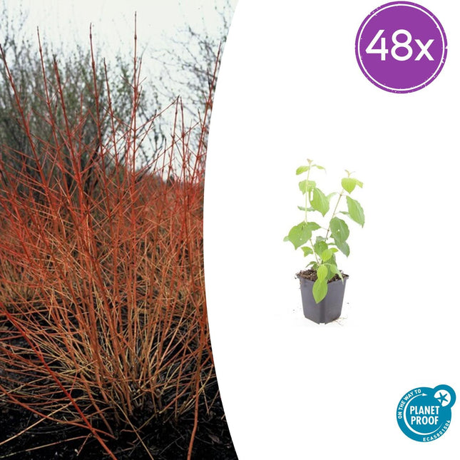 Cornus sanguinea 'Midwinter Fire' - Corniolo - ↕10-25cm - Ø9cm - 48x
