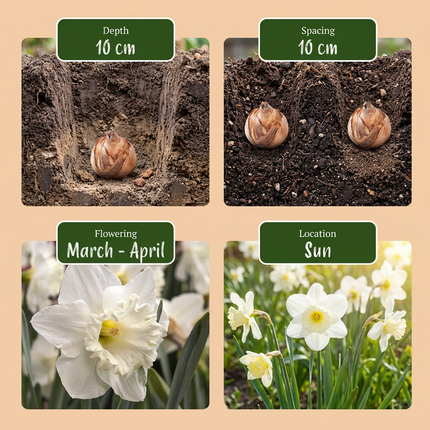 35x Bulb Sunny Garden - Bloembollen - Zonnige tuinbol - Diversen - Zomerbloeier - Bolmaat 10/12