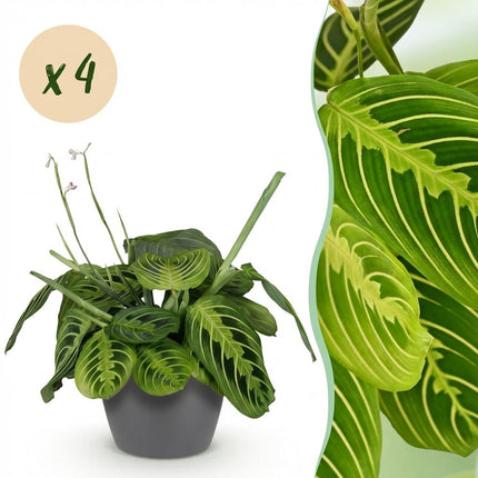 Maranta Fascinator Lemon Lime - Gebedsplant - met grijze plantenpotten - ↕25cm - Ø12cm - 4x