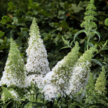 Schmetterlingsstrauch (Buddleja davidii 'White Profusion') – Weiße Blüte – ↕25 cm – Ø17 cm – 1 Stück