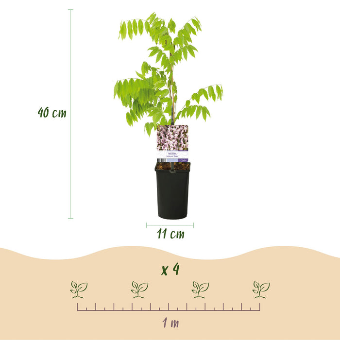 Blauwe regen - Wisteria floribunda Rosea - Bloem roze - ↕40cm - Ø11cm