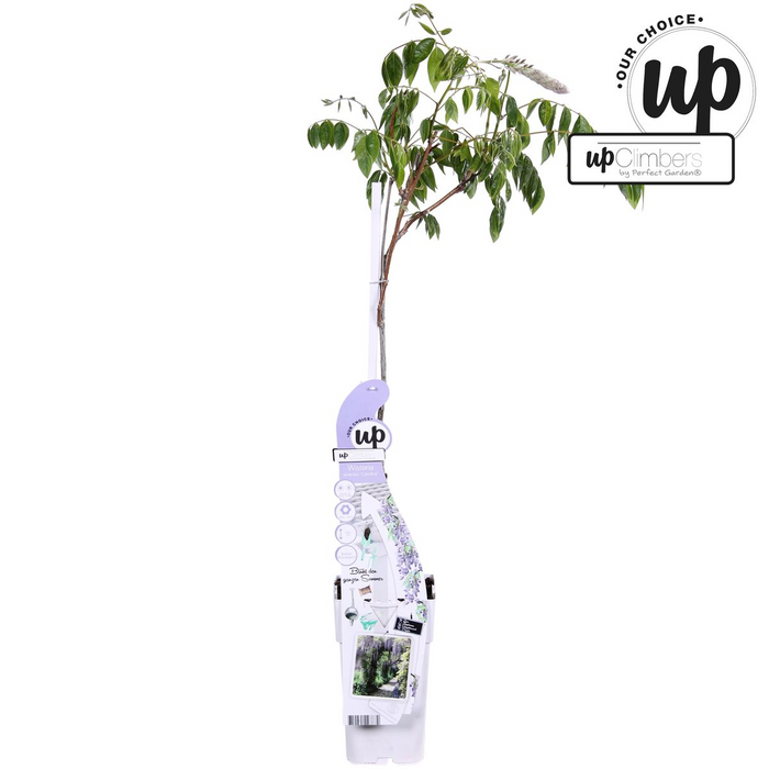 Wisteria sinensis Caroline - Paarse Regen - ↕65cm - Ø15cm
