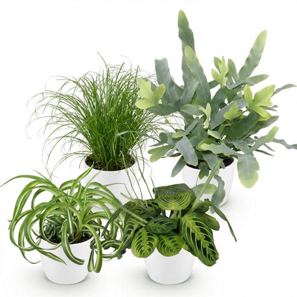 Plantenbox - Chlorophytum - Cyperus - Phlebodium - Marantha - met witte plantenpotten - ↕25cm - Ø12cm - 4x