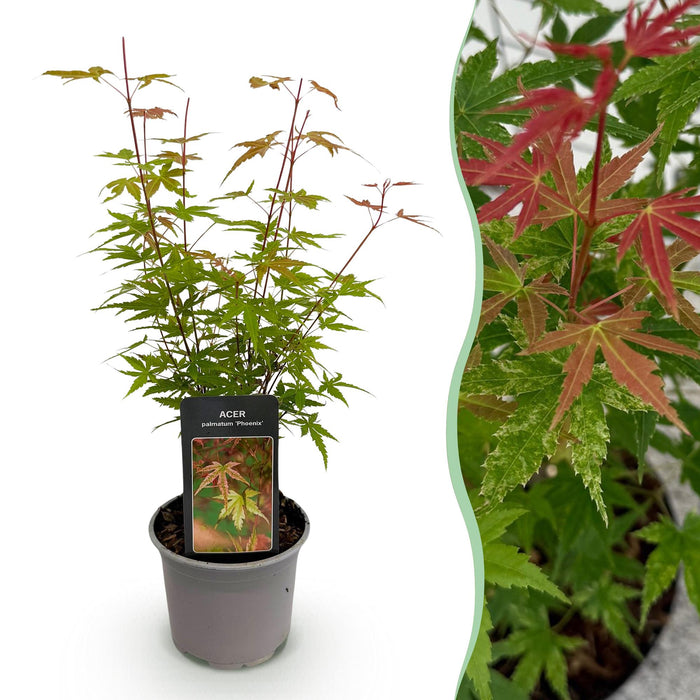 Japanse Esdoorn - Acer Palmatum Phoenix - Roze - ↕35cm - Ø12cm