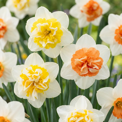 20x Narcissus Macaron Bloss - Bloembollen - Narcissus Macaron Bloss - Wit en Geel - Voorjaarsbloeier - Bolmaat 12/14
