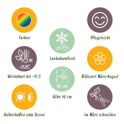 Borderpakket - Bodembedekkend - 24 Vaste planten - 3 m2 - Diversen kleuren - Weinig Onderhoud - Ø11cm