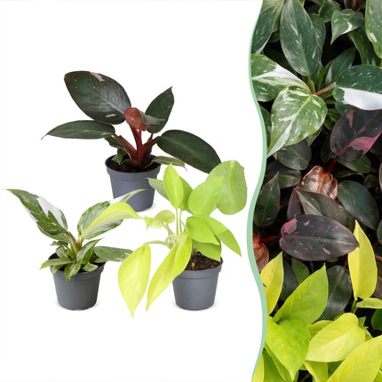 Baby Philodendron Tricolour 3x - Wit - Roze - Geel - Groen - Tropisch - Ø6cm - ↕10-15cm