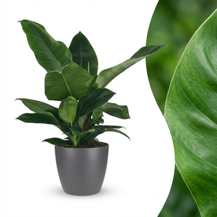 Philodendron Imperial Green - met grijze pot - ↕65cm - Ø19cm