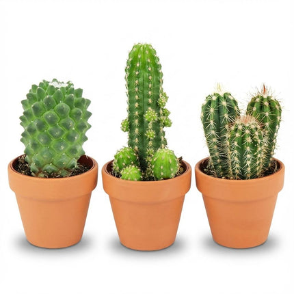 Mini-Kaktusmischung – ↕5–10 cm – Ø8,1 cm – Terrakottatöpfe – 3 Stück