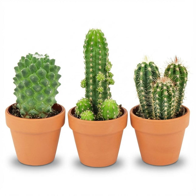 Mezcla de mini cactus - ↕5-10cm - Ø8.1cm - Macetas de terracota - 3x