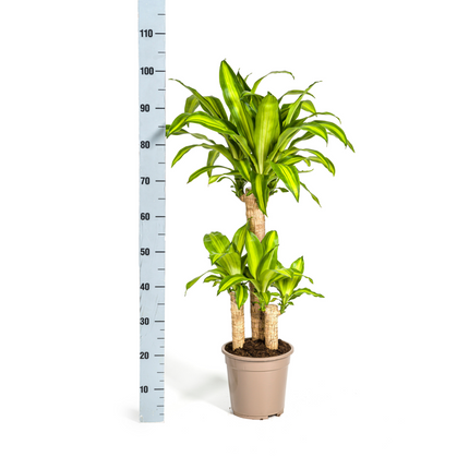 Dracaena Fragrans Massangeana with basket - ↕90-110cm - Ø21cm