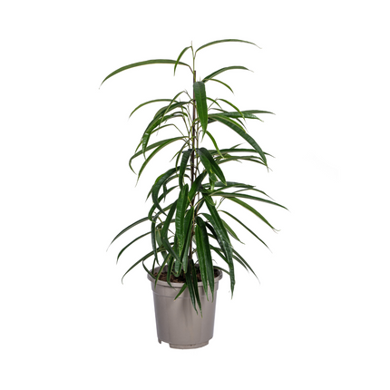 Ficus Binnendijkii Alii - ↕60 - 80cm - Ø17cm