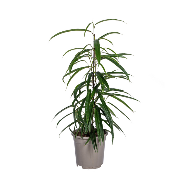 Ficus Binnendijkii Alii - ↕60 - 80cm - Ø17cm