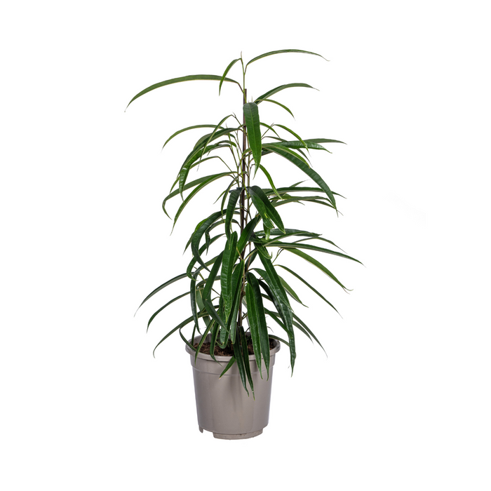 Ficus Binnendijkii Alii Ø17cm - ↕60 - 80cm