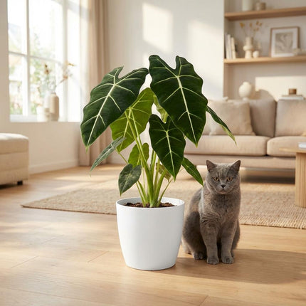 Alocasia Frydek - Orecchio d'elefante - con vaso bianco - ↕60cm - Ø19cm