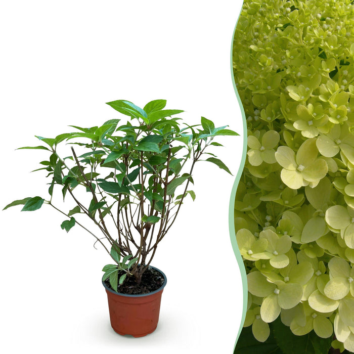 Hydrangea panniculata Limelight - Pluimhortensia - Winterhard - Lime Groen - 1 Plant - Pot 12cm - Hoogte Hoogte 20-30cm