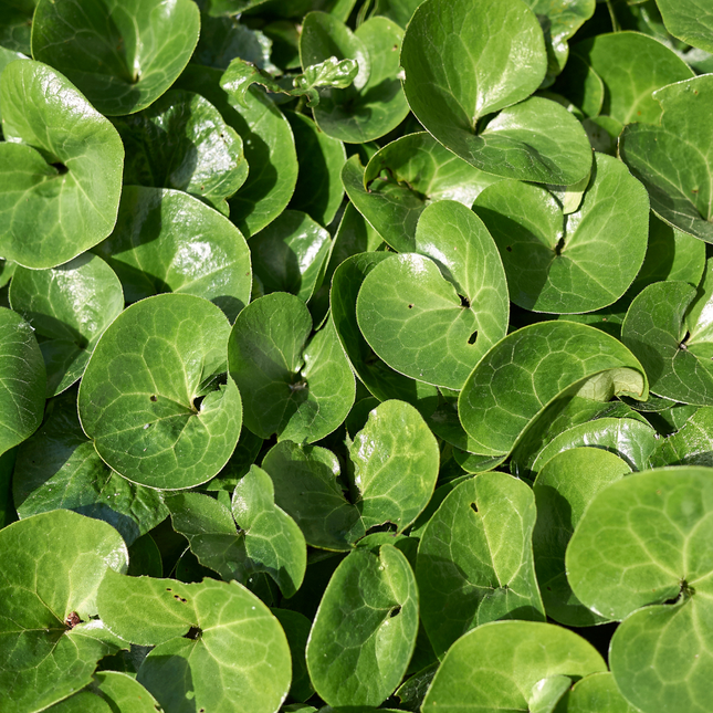 Asarum europaeum - Mansoor - ↕10-25cm - Ø9cm - 6x