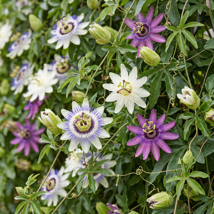 Passiflora Tricolour - Driekleurige passiebloem 9x - Wit - Paars - Roze - Klimplant - Ø9cm - ↕35cm