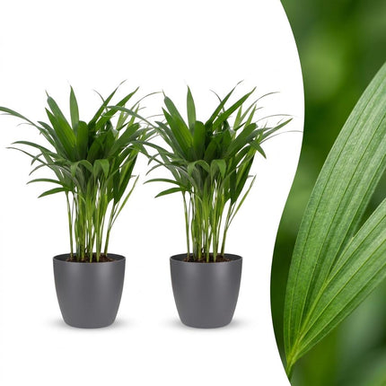 Areca Lutescens - Goudpalm - 2x - met Potter Grijs - Pot 12cm - Hoogte - 45cm