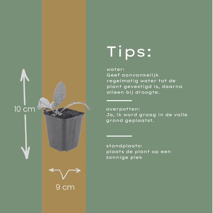 12x Echinops ritro - ↕10-25cm - Ø9cm