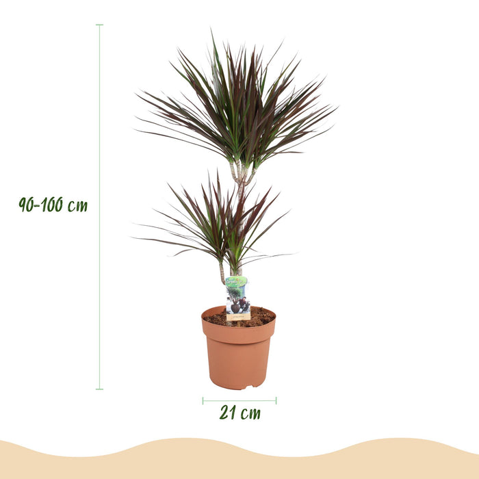 Dracaena Magenta - Drakenbloedboom - met grijze plantenpot - ↕90-100cm - Ø21cm