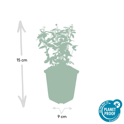 Euonymus fortunei radicans - Japansk kardinalhat - ↕10-25cm - Ø9cm - 60x