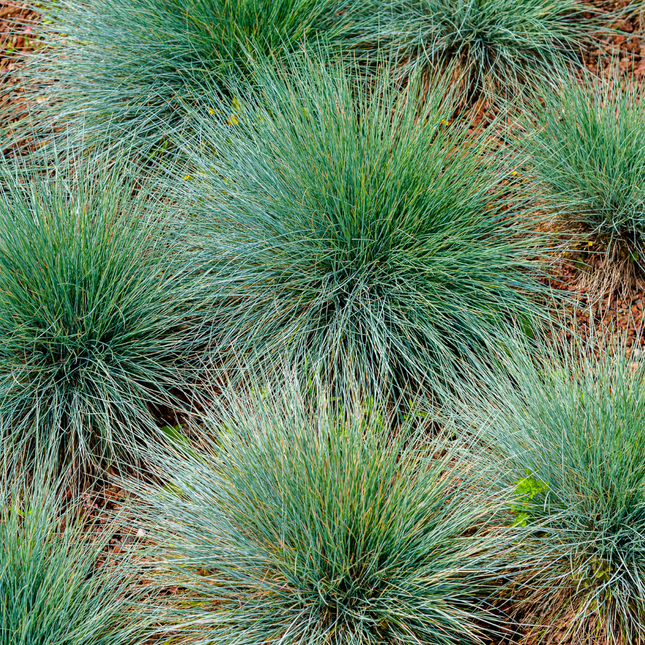 Festuca gautieri - Zwenkgras - ↕10-25cm - Ø9cm - 48x