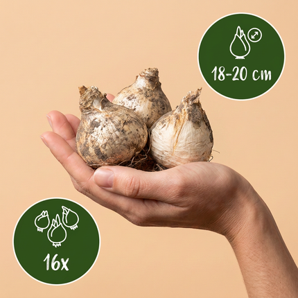 16x Allium Pinball Wizard - Bloembollen - Sierui Toverstaf - Paars - Zomerbloeier - Bolmaat 18/20