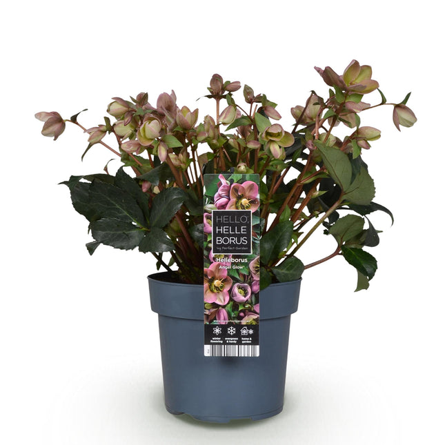 Lenten Rose - Helleborus Angels Glow - Pink Flower - ↕50cm - Ø19cm