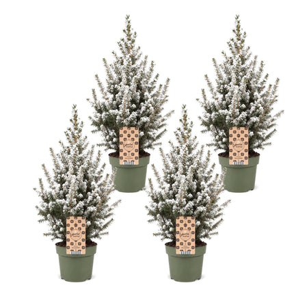 4x Picea glauca Conica - Kegelspar - Groen - Wit - Kerstboom - Ø17cm - ↕65cm
