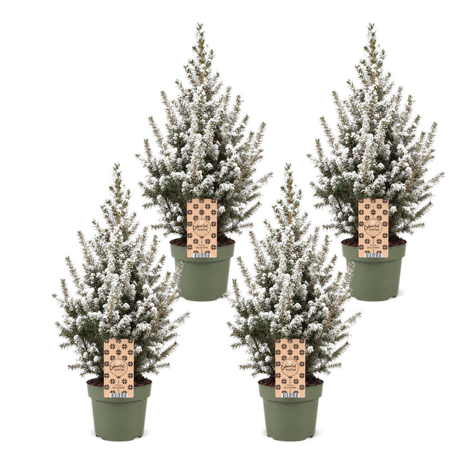 4x Picea glauca Conica - Kegelspar - Groen - Wit - Kerstboom - Ø17cm - ↕65cm