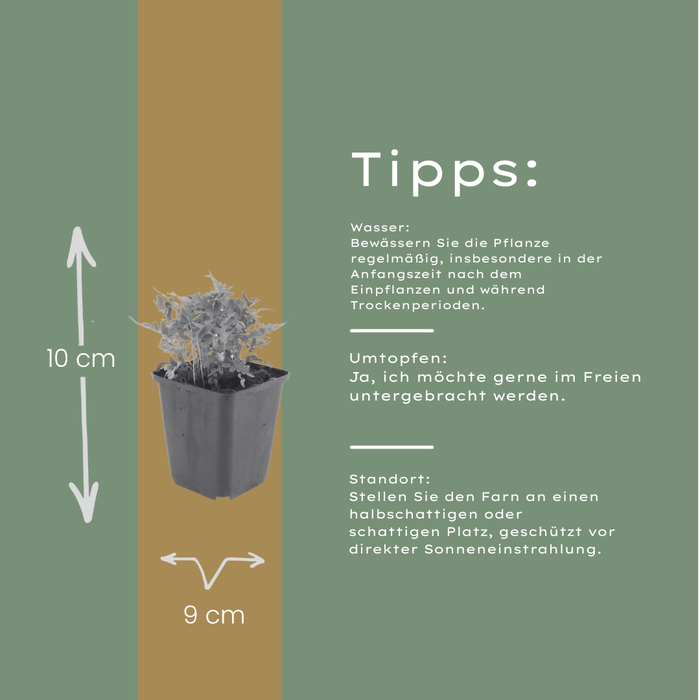 6x Polypodium vulgare - ↕10-25cm - Ø9cm