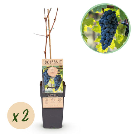 Vitis vinifera Boskoop Glory - Uva azul ↕50cm - Ø15cm - 2x