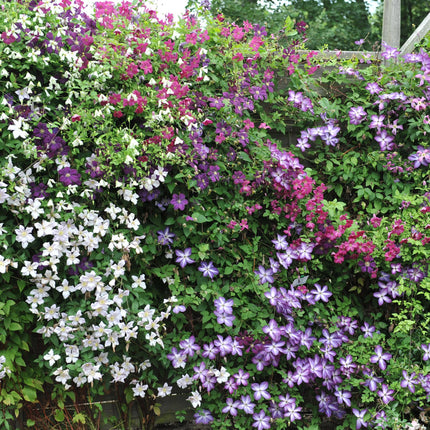 Clematis Rainbow - Clematis - Flor rosa, blanca, morada y roja - ↕40cm - Ø11cm - 4x